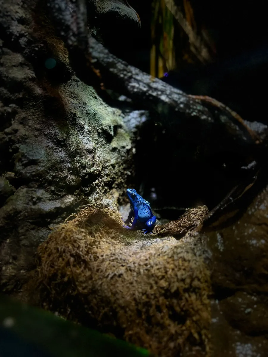 Photographie — Faune