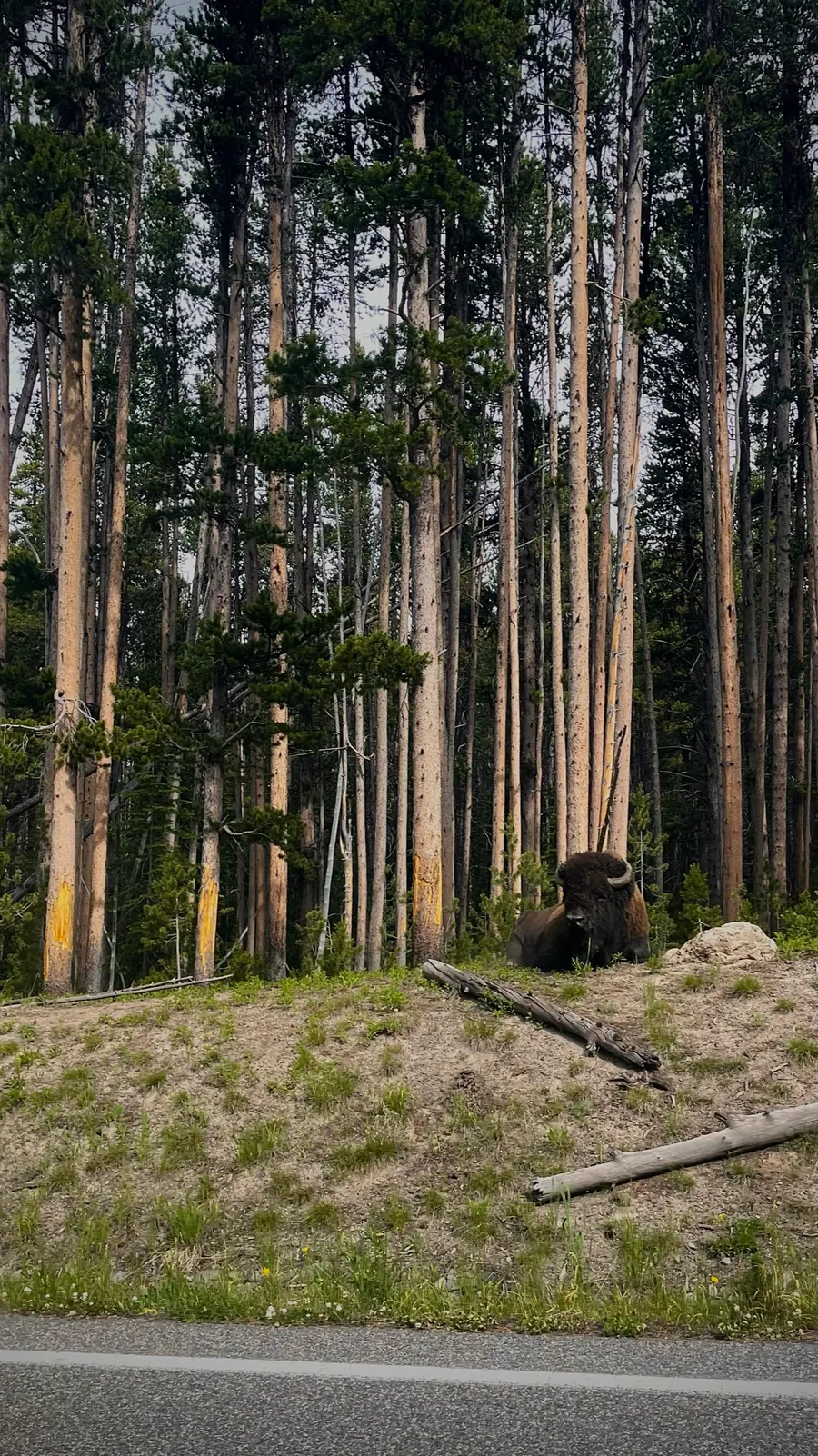 Photographie — Faune